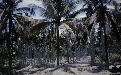 Gallery Image 36
